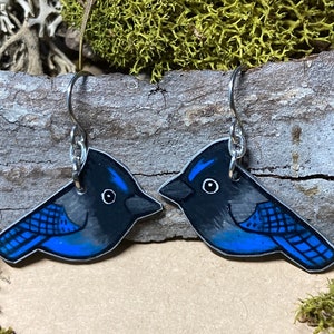Blaue Stellers Eichelhäher-Ohrringe - Cyanocitta stelleri - Großes Geschenk für Naturliebhaber Vogelbeobachter oder Outdoor-Enthusiasten