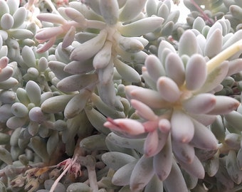 Pachyphytum Baby Finger Living Succulent Cutting 1 Piece Organic Succulents Fresh Cut Posted To S.A Q.L.D N.S.W V.I.C Only