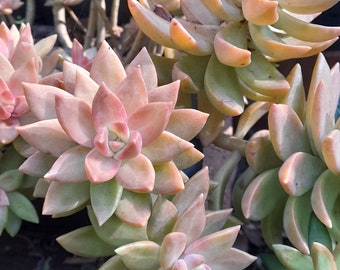 Pat's Pink Living Succulent Cutting 4 Pieces Pats Pink Cuttings Sedum Spathulifolium Organic Succulents Fresh Cut S.A Q.L.D N.S.W V.I.C Only
