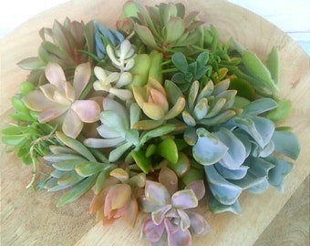 Levende succulente stekken, verpakking van 25 stuks, biologisch, geen herhalingen, gemengde variëteit cactus, gezonde vetplanten, vers gesneden GRATIS EXPRESS POST