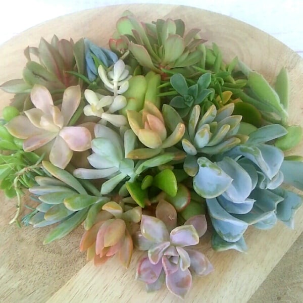Living Succulent Cuttings Pack of 25 Pieces Organic No Repeats Mixed Variety Cactus Healthy Succulents Fresh Cut FREE EXPRESS POST Australia