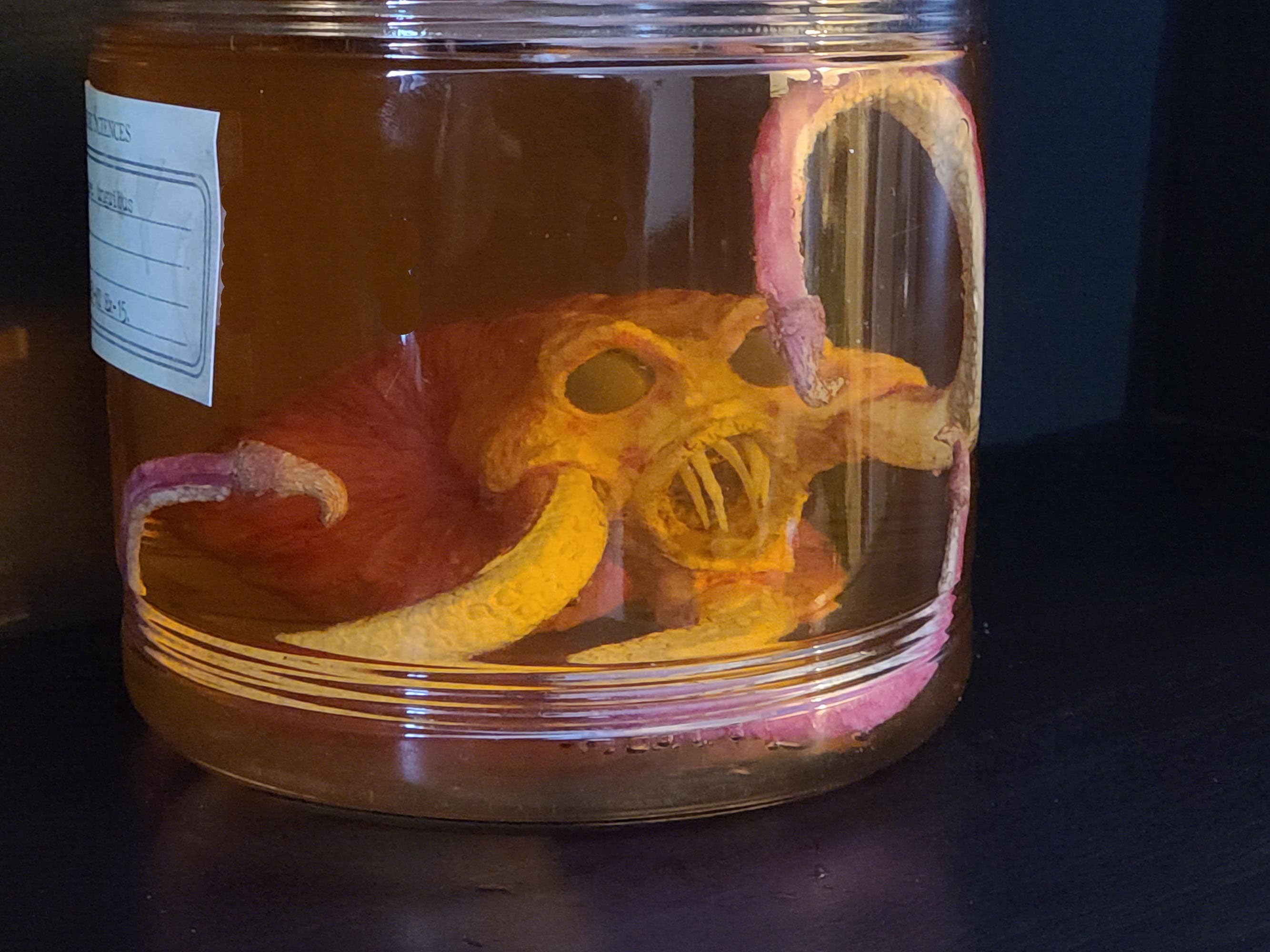 Replica Sea Raptor Cephalopod With Clawtipped Tentacles Jar Etsy