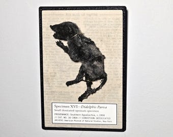 Esposizione museale: esemplare XYL – replica di opossum disseccato (Appalachi meridionali, c. 1904)