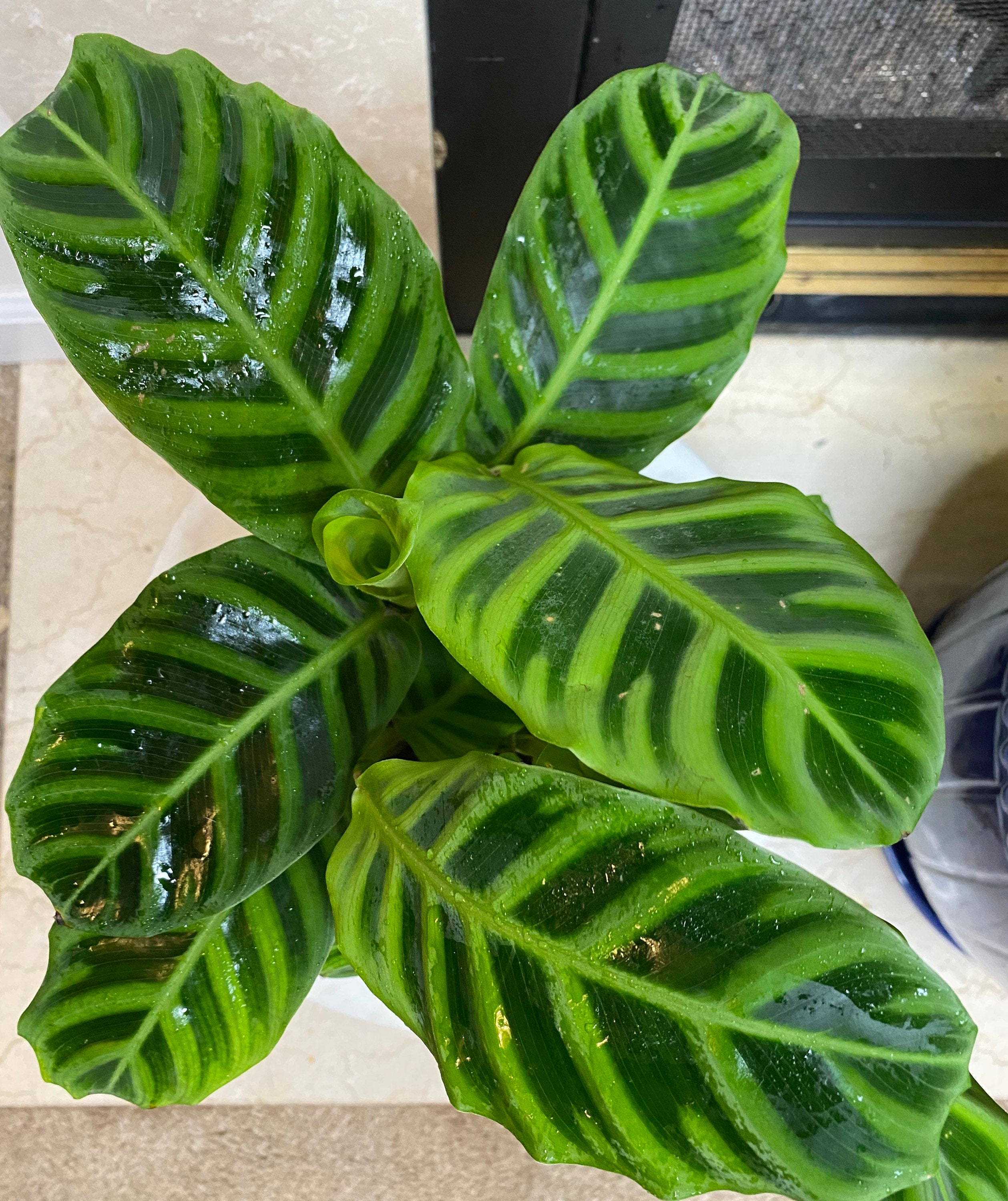 Calathea Zebrina | Etsy