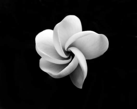 Black And White Photography Black And White Flower Photo Etsy