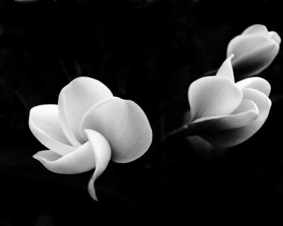 Photographie Noir Et Blanc Photo De Fleurs Noir Et Blanc 24 X 36 20 X 30 16x20 8 X 10 5 X 7 Tirage Dart Décoration Murale Grise Noir Blanc