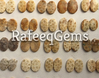 Fossil Coral Cabochon Pair: Polished Jewelry Making Lot