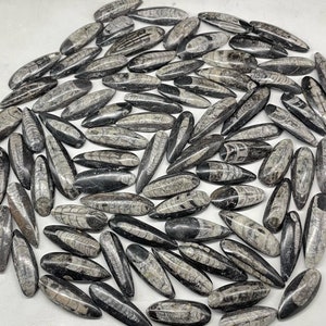 Véritables pierres précieuses d'orthoceras noires marocaines/orthoceras noires marocaines/cabochon d'orthoceras noirs marocains/mélange de pierres précieuses noires en vrac