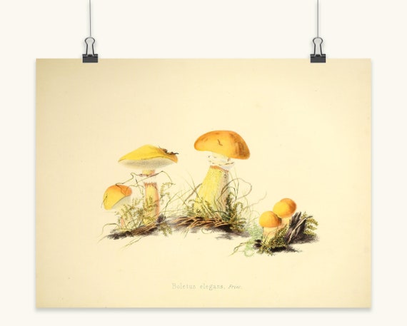 Vintage Mushroom Art Print Mushroom Kitchen Decor Mushroom Etsy