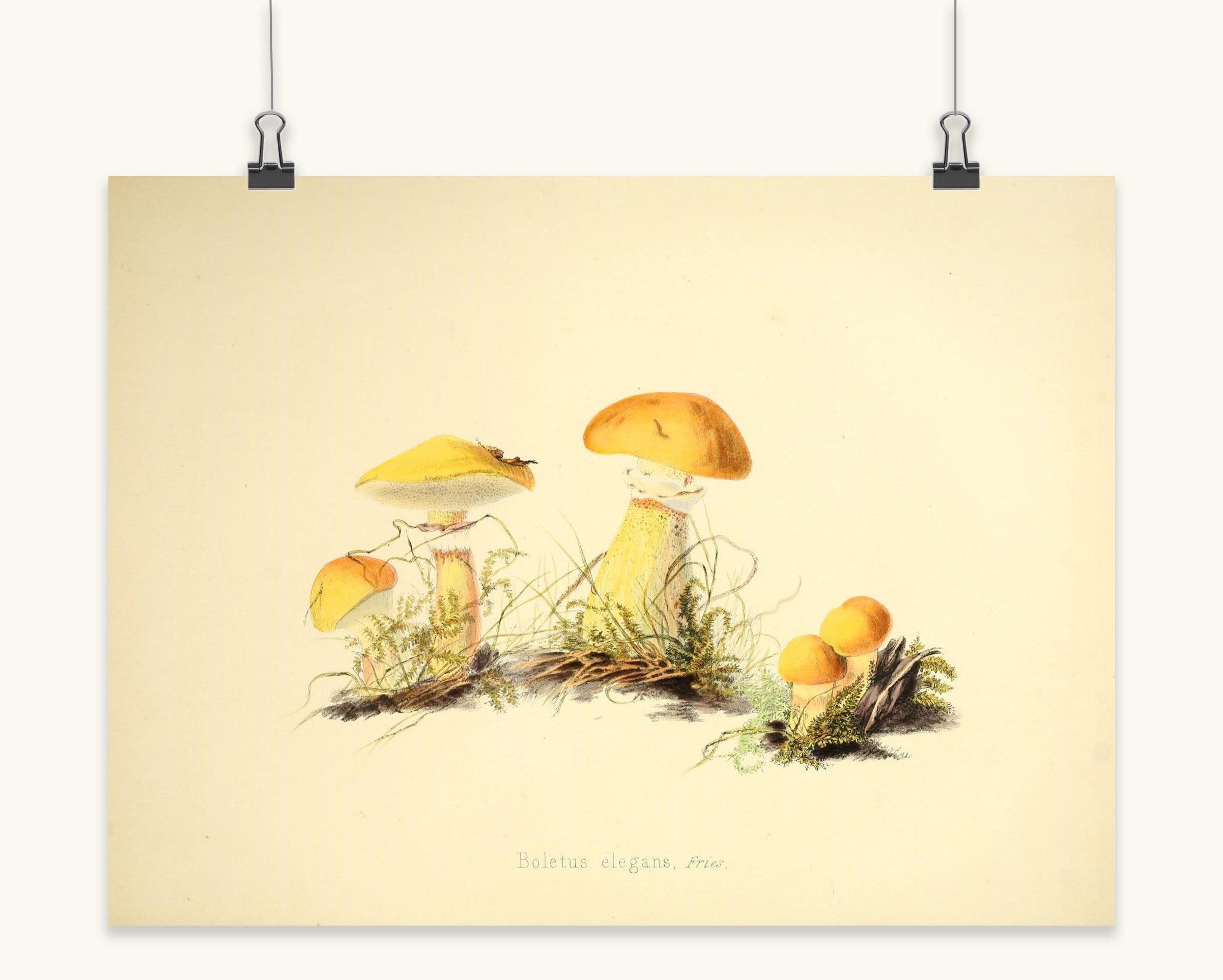 Kitchen Wall Decor Vintage French Mushroom Art Mushroom Print Set of 3