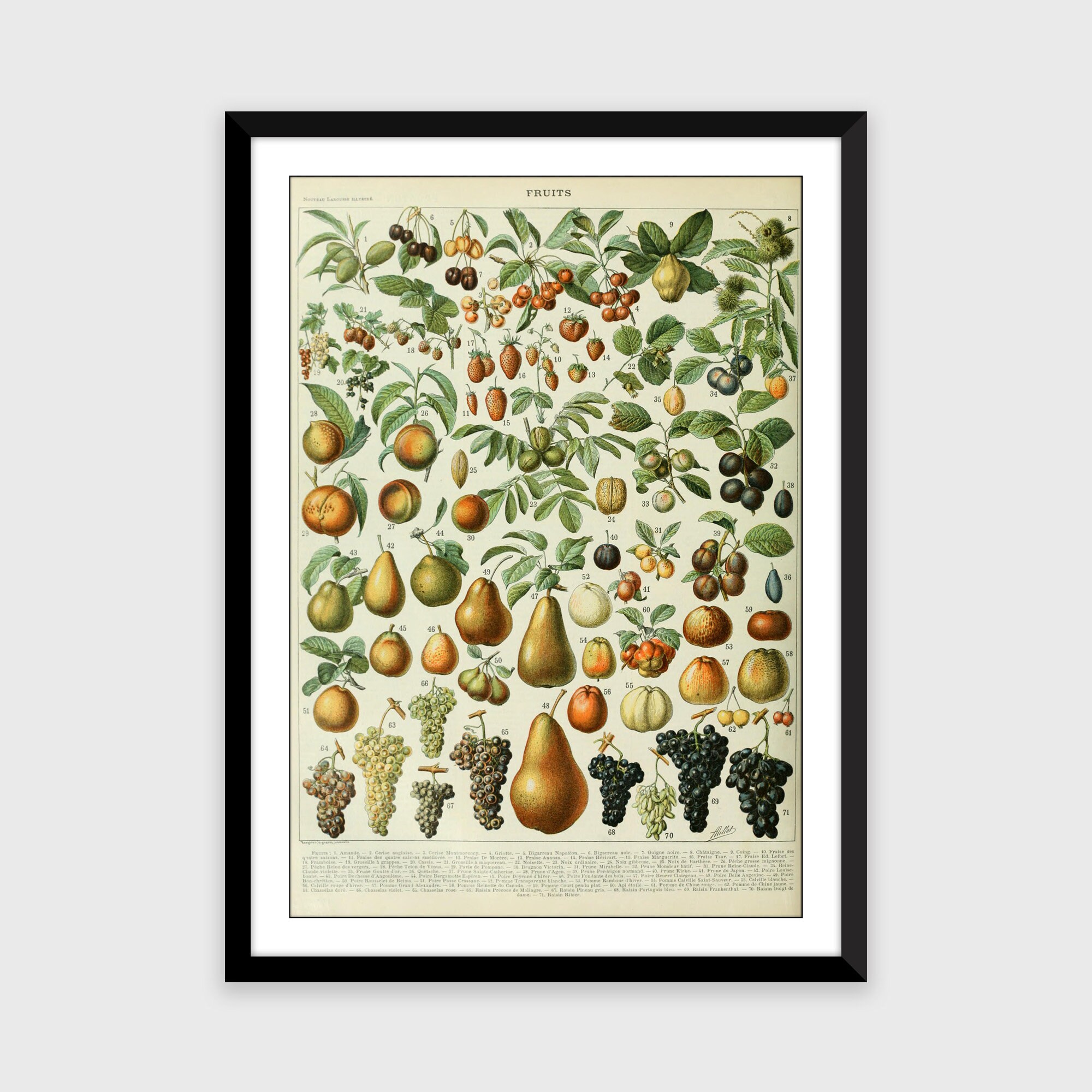 Vintage Fruit Art Print Fruit Kitchen Decor Fruit Wall Art Etsy
