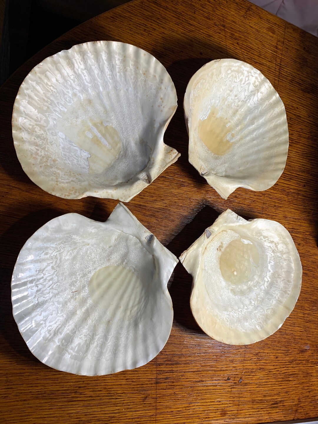 VINTAGE Set 4 SEASHELL PLATES Dishes 7”w X 6 3/4”d X 1 3/8”h Real Look ...