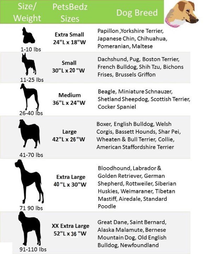 Породы собак по размерам таблица Dogs, breeds, bullies, American, pan american Bullterrier, Hunde, Webnode