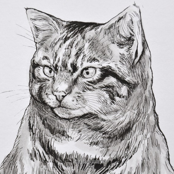 Dessin Original A L Encre Inktober Chat Sauvage Ecossais Etsy France