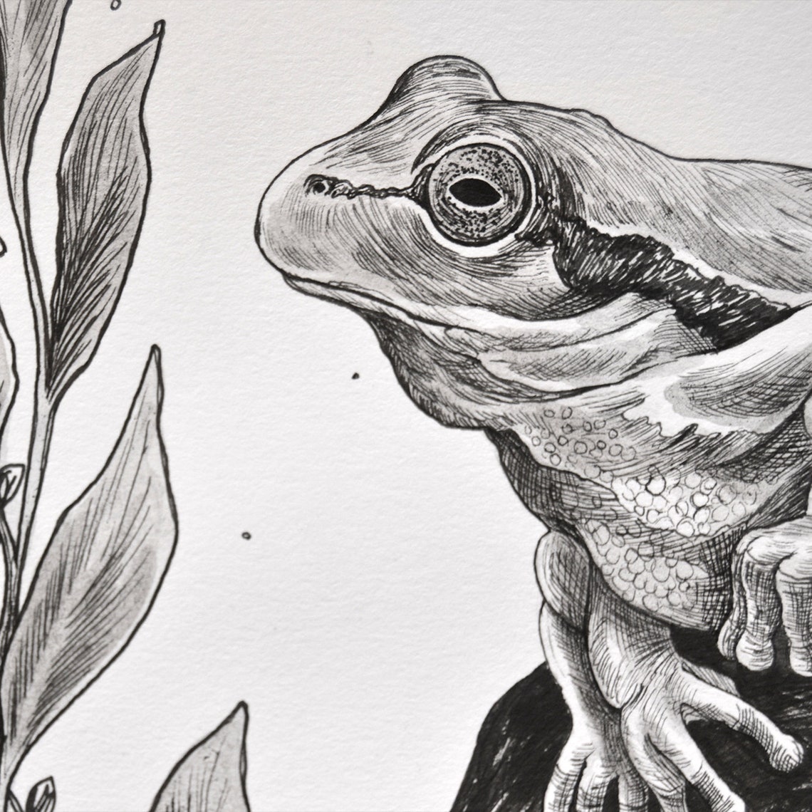 Original Ink Drawing Inktober Frog and Fly - Etsy