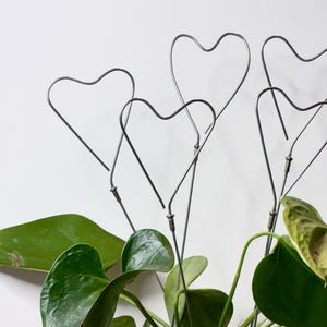 May include: A houseplant with large, dark green leaves, with several heart-shaped metal plant supports. The supports are made of thin, dark metal and are attached to the plant stems. The background is a plain white wall.