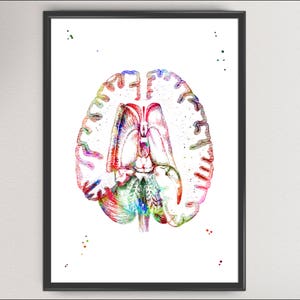 Human Brain Section Print Watercolor Hospital Decor Anatomy Brain Art ...