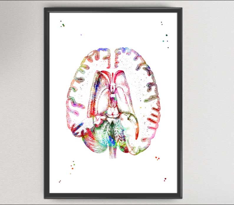 Human Brain Section Print Watercolor Hospital Decor Anatomy - Etsy