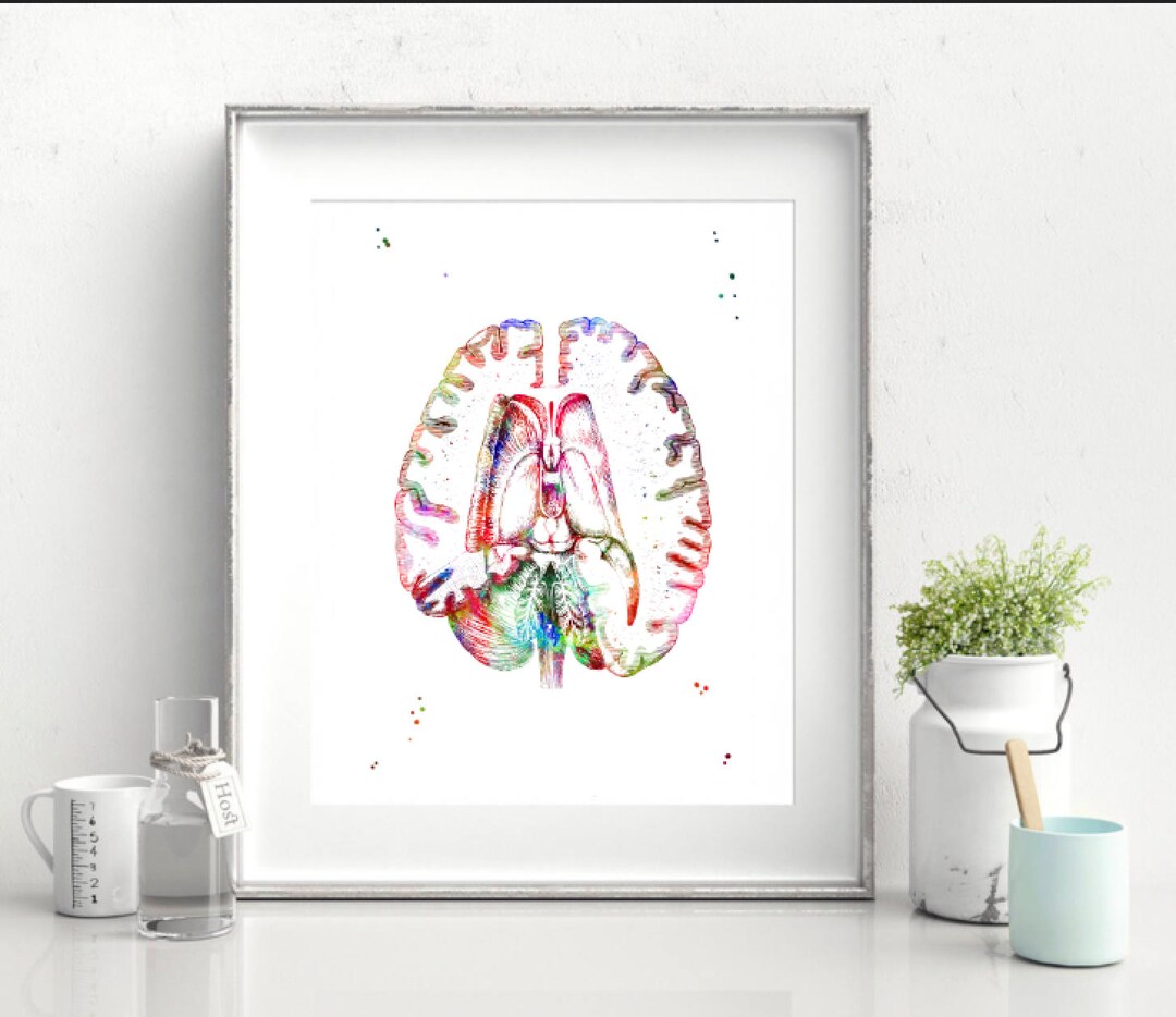 Human Brain Section Print Watercolor Hospital Decor Anatomy Brain Art ...