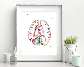 Może przedstawiać: Aquarela przedstawiająca ludzki mózg z różnymi kolorowymi sekcjami. Mózg jest przedstawiony z boku, z wyraźnie widocznymi różnymi płatami i strukturami. Obraz wykonany jest w żywym i kolorowym stylu, na białym tle.