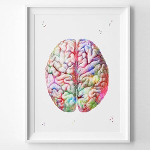 Human Brain Print Watercolor Hospital Decor Anatomy Brain Art Print ...