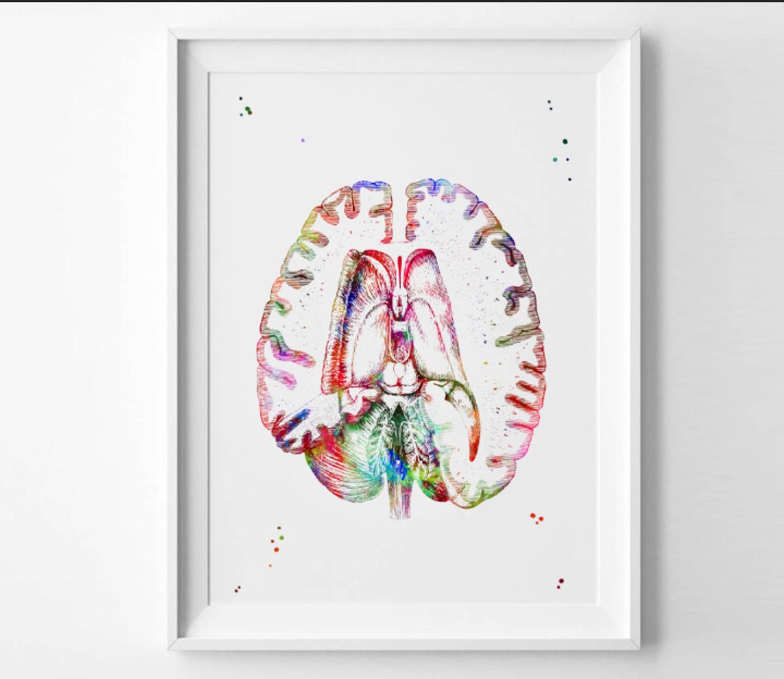 Human Brain Section Print Watercolor Hospital Decor Anatomy - Etsy