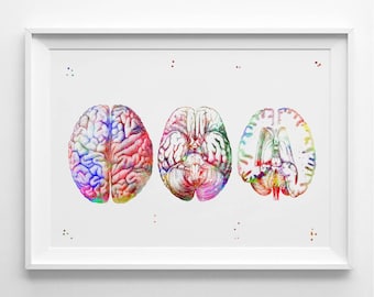 Mózg ludzki Wydruk akwarelowy Anatomia Mózg Sekcja Sztuka Wydruk Czaszki ludzkiej Biologia Wydruk Sztuka Naukowa Sztuka Ścienna Sztuka Ludzka (21- N30)