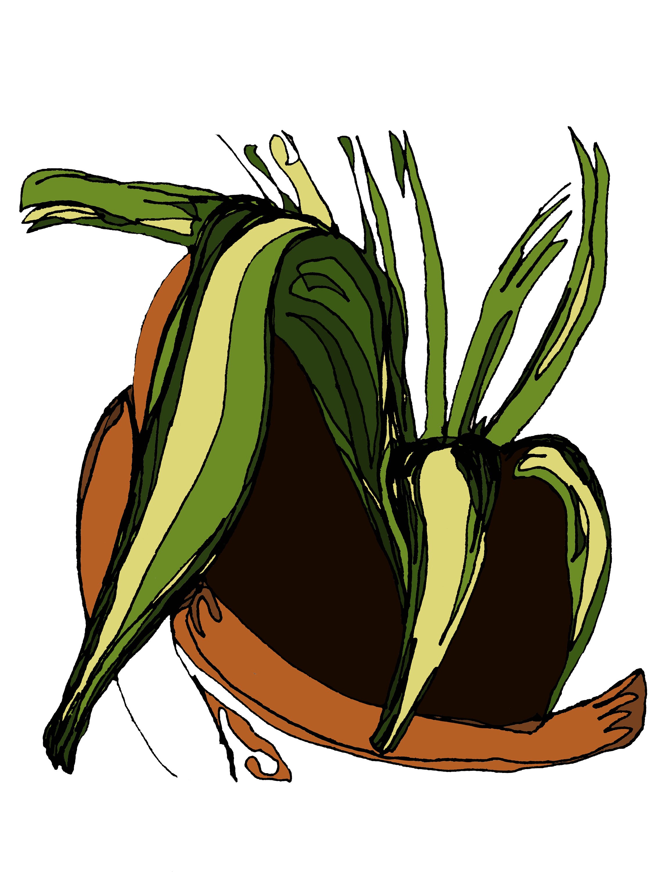 Spider Plant Print digital wall art botanical | Etsy