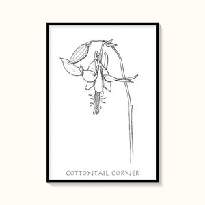 Columbine flower, pen and ink, hand drawing, instant download, wall art print