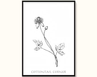 Flor de clematis, caneta e tinta, desenho à mão, arte botânica, download instantâneo, impressão de arte em parede