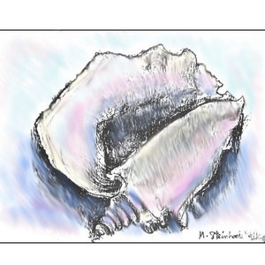 May include: A hand-drawn illustration of a seashell in shades of pink, grey, and black on a blue and white background. The artist's signature, "M. Steinbock", is in the bottom right corner.
