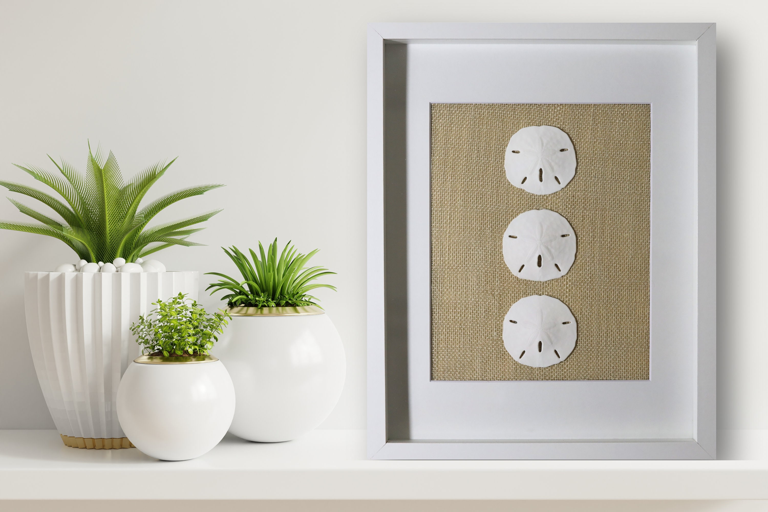 Coastal Shadowbox Set: Real Sand Dollar & Starfish Wall Art - Etsy