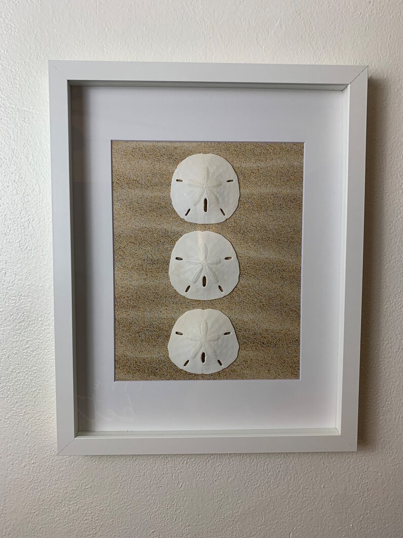 Coastal Shadowbox Set: Real Sand Dollar & Starfish Wall Art - Etsy