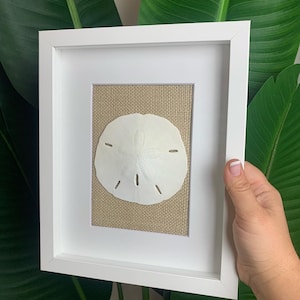 May include: A white sand dollar framed in a white frame with a burlap mat. The frame is held in a hand.