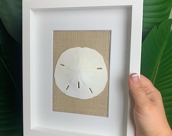 Sand Dollar Duo Shadowbox – Handmade Coastal Wall Art (11" X 14") - Etsy