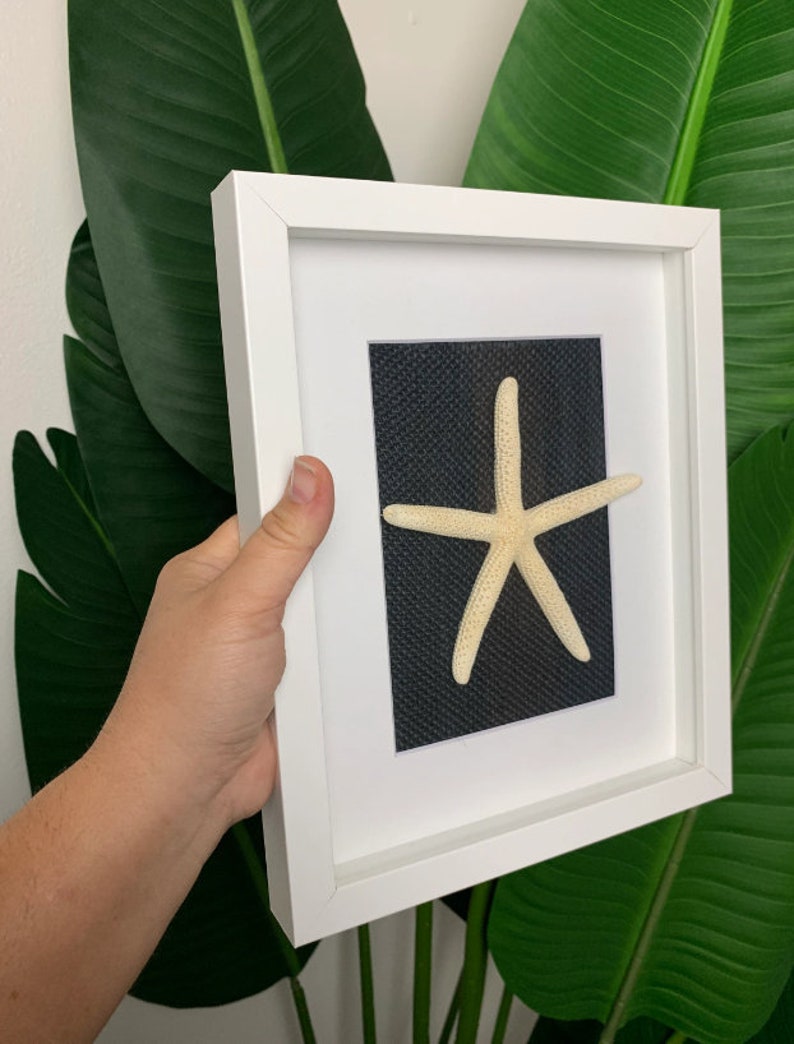 Handmade Coastal Shadowbox: Beach Art With Sand Dollar, Starfish or ...