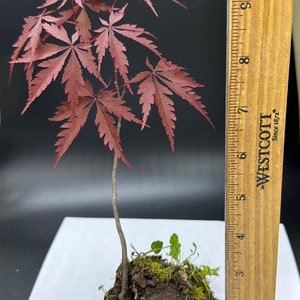 Red Japanese Maple Tree Seedling Acer Palmatum Bloodgood Great for Bonsai