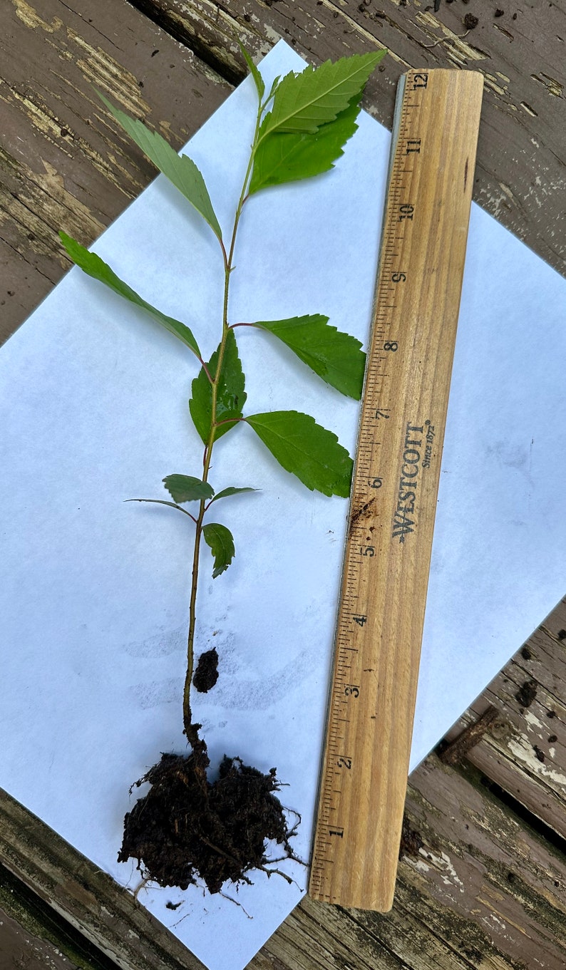 River Birch Tree Seedling Pack Live Plant Bare Root Betula Nigra B image 1