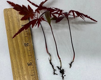 Lot of 3 Red Japanese Maple Tree Seedling Acer Palmatum Bloodgood