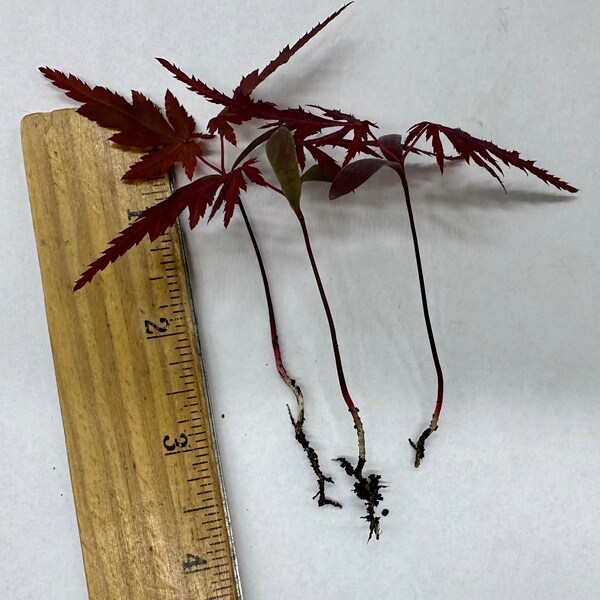 Lot of 3 Red Japanese Maple Tree Seedling Acer Palmatum Bloodgood