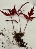Lot of 3 Red Japanese Maple Tree Small Seedling Acer Palmatum Bloodgood 2025 Bare Root Bonsai Project