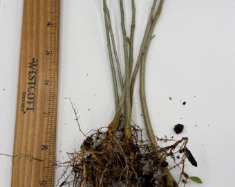 Lot of 6 Rose of Sharon Hibiscus Seedling Transplant Starter Bush Bare Root