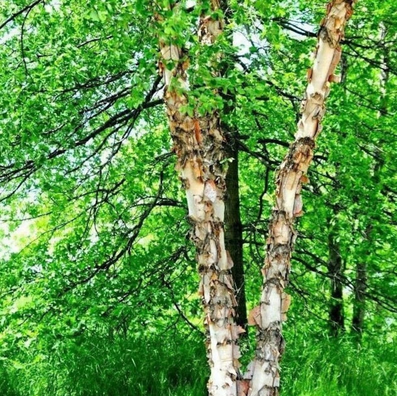 River Birch Tree Seedling Pack Live Plant Bare Root Betula Nigra B image 2