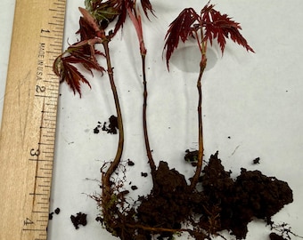 Lot of 3 Red Japanese Maple Tree Small Seedling Acer Palmatum Bloodgood Bare Root Bonsai Project