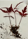 Lot of 3 Red Japanese Maple Tree Small Seedling Acer Palmatum Bloodgood Bare Root Bonsai Project