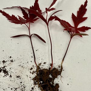 May include: Close-up of three small plants with deep red leaves and stems. The leaves have a jagged edge. The plants are partially rooted in soil, with visible roots and loose soil scattered around them. The background is white.