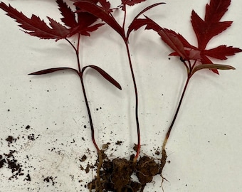 Lot of 3 Red Japanese Maple Tree Small Seedling Acer Palmatum Bloodgood Bare Root Bonsai Project