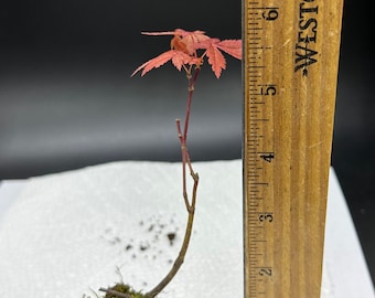 Red Japanese Maple Tree Seedling Acer Palmatum Bloodgood