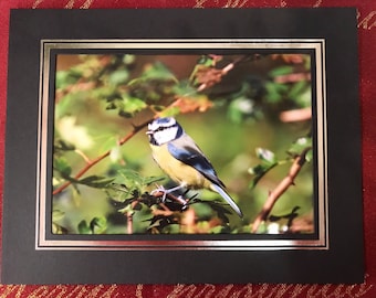A blue Tit in the tree