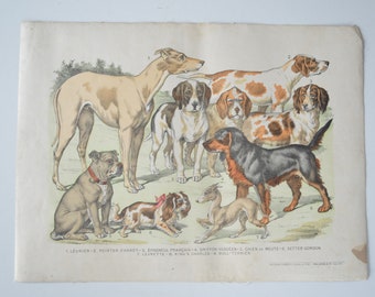 Vintage School Poster of Dogs - A3 French Learning Print - Dog Breeds - Images d'Epinal - Animal Pictures - Science Learning - Wall Decor